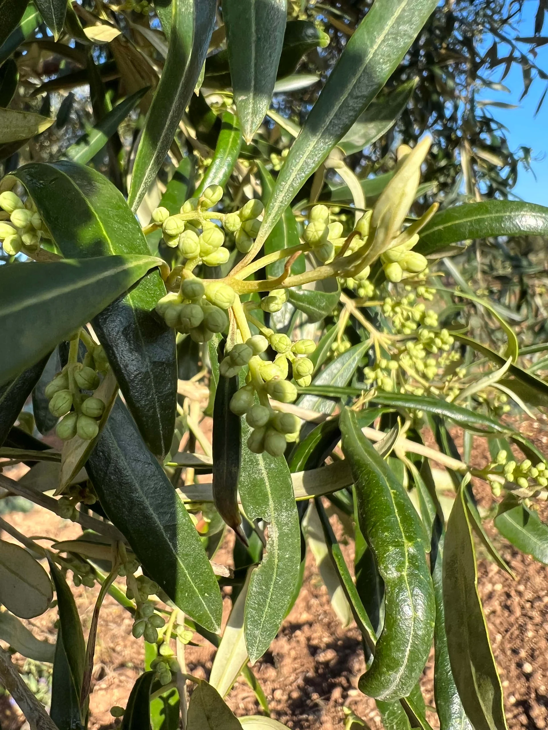 Gli ulivi Bilàgri in Sicilia